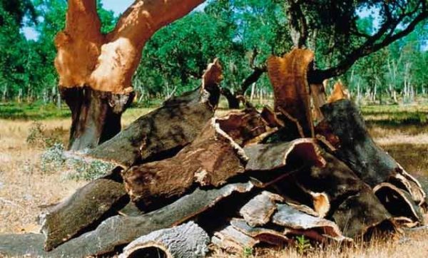 Кора столетнего пробкового дерева